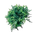Mycélium acide