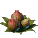 Bourgeons d'algues