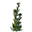 Plant d'algues