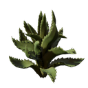 Plant d'aloès