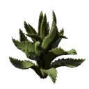 Plant d'aloès