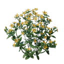 Plant de fleur d'auréoline