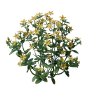 Plant de fleur d'auréoline