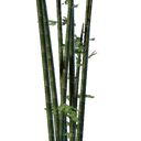 Plant de bambou