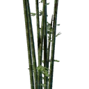Plant de bambou