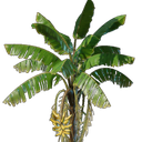 Plant de bananier