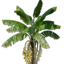 Plant de bananier