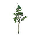 Plant de tilleul