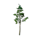 Plant de tilleul