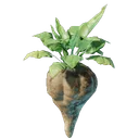 Plant de betterave