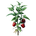 Plant de poivron