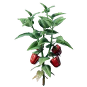 Plant de poivron