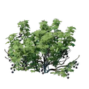 Plant de buisson à baies