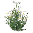 Plant de camomille