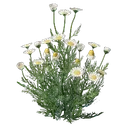 Plant de camomille