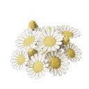 Camomille