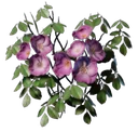 Rose d'escalade