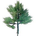 Plant de conifère