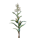 Plant de maïs