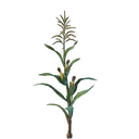 Plant de maïs