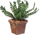 Pot de fougère (Carré)