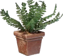 Pot de fougère (Carré)