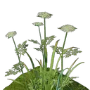 Terre fertile des Prairies