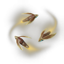 Luciole