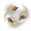 Luciole