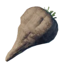 Betterave des forêts