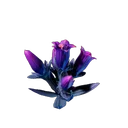 Gentiane scintillante