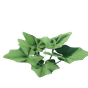 Jeune pousse de plante grappin