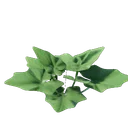 Jeune pousse de plante grappin