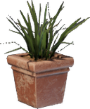 Pot d'herbe (carré)