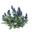 Jeune pousse d'indigo