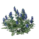Jeune pousse d'indigo