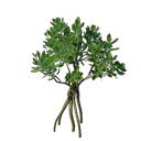 Jeune pousse de mangrove