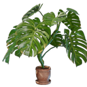 Pot de monstera moyen