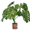 Pot de monstera moyen