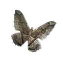 Papillon de nuit