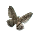 Moth