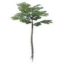 Jeune pousse d'arbre élancé des Hautes terres nomades