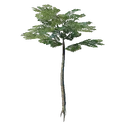 Jeune pousse d'arbre élancé des Hautes terres nomades