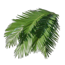 Feuilles de palmier