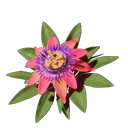 Fleur de la passion