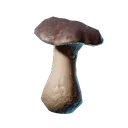 Jeune pousse de cèpe