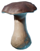 Cèpe