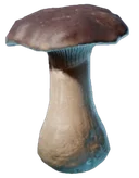 Cèpe