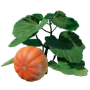 Jeune pousse de citrouille