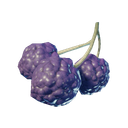 Baies violettes
